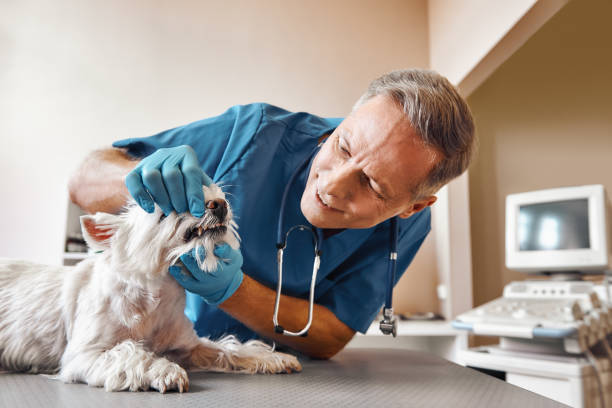Best Weekend Emergency Dentist in Allendale, MI